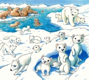 Arctic Animals